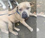 Small American Staffordshire Terrier