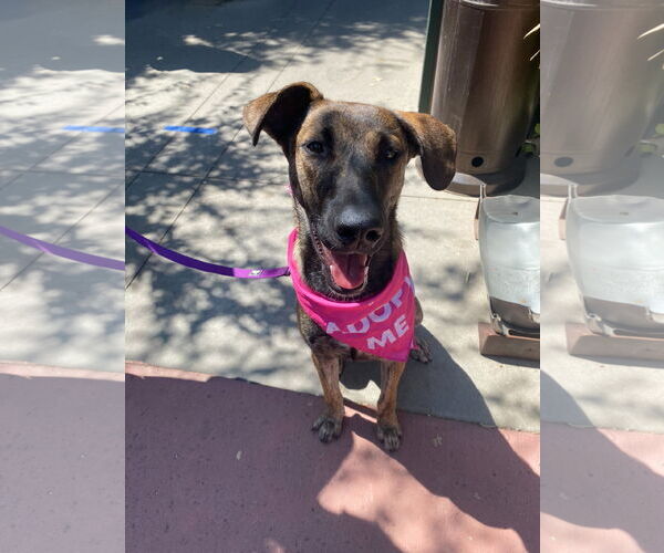 Medium Photo #1 Holland Shepherd-Unknown Mix Puppy For Sale in La Verne, CA, USA