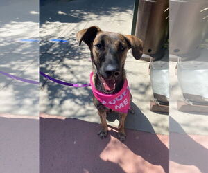 Holland Shepherd-Unknown Mix Dogs for adoption in La Verne, CA, USA