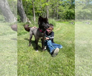 Huskies -Pomeranian Mix Dogs for adoption in Mouth Of Wilson, VA, USA