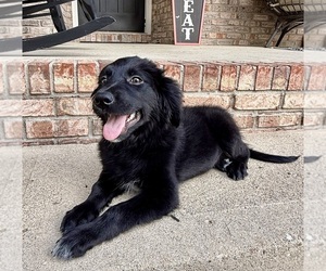 Golden Shepherd Puppy for sale in GREENFIELD, IN, USA