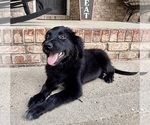 Image preview for Ad Listing. Nickname: Gracie