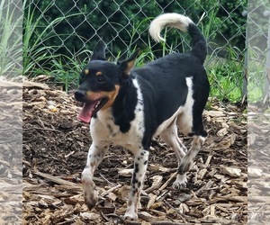 Levi - Male Miniature Pinscher Dog for Adoption - Photo #8