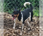 Small #7 Miniature Pinscher