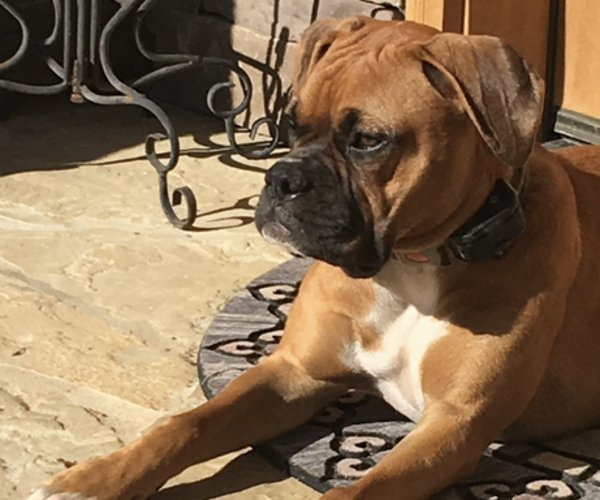 Medium Photo #1 Boxer Puppy For Sale in YORK, SC, USA