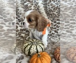 Small #2 Cavalier King Charles Spaniel