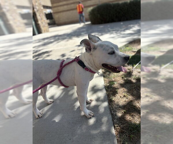 Medium Photo #1 Mutt Puppy For Sale in Riverside, CA, USA