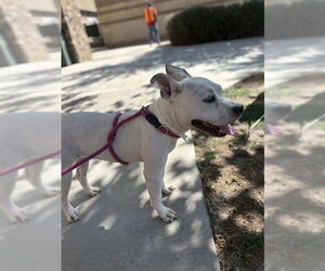 Mutt Dogs for adoption in Riverside, CA, USA