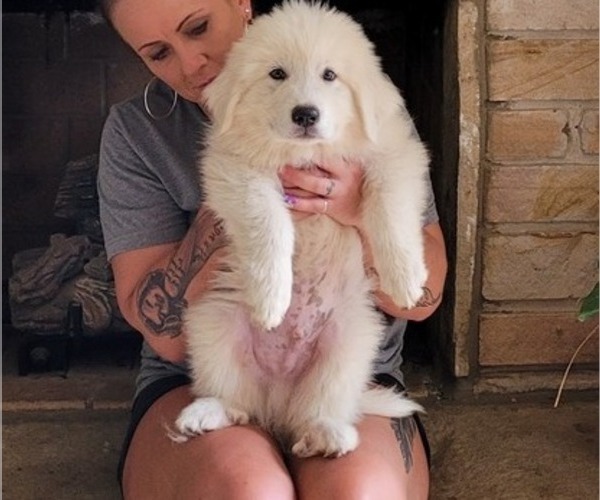 Medium Photo #8 Great Pyrenees Puppy For Sale in ALBERTVILLE, AL, USA