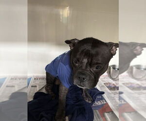American Pit Bull Terrier-Unknown Mix Dogs for adoption in Las Vegas, NV, USA