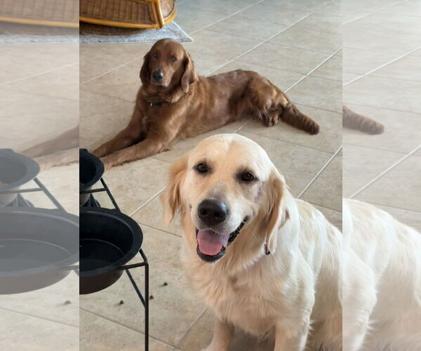 Medium Photo #4 Golden Retriever Puppy For Sale in Bonita Springs, FL, USA