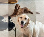 Small #3 Golden Retriever