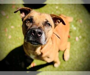 American Pit Bull Terrier-Unknown Mix Dogs for adoption in Orlando, FL, USA