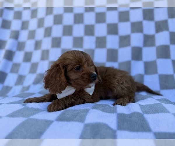 Medium Photo #5 Cavapoo (Miniature) Puppy For Sale in LAKELAND, FL, USA