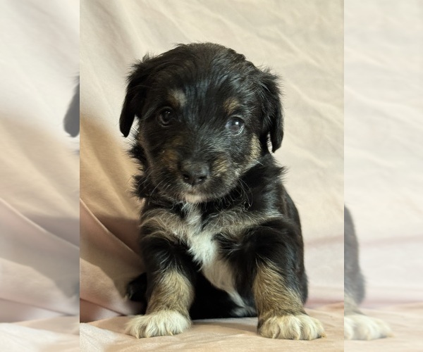 Medium Photo #2 Corgipoo Puppy For Sale in LONGMONT, CO, USA