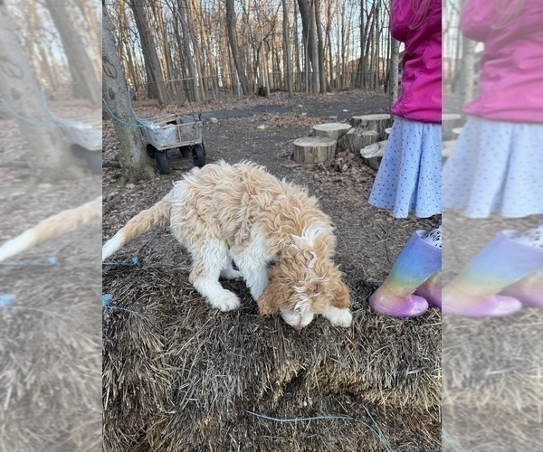 Medium Photo #10 Aussie-Poo-Goldendoodle Mix Puppy For Sale in COMMERCE, MI, USA