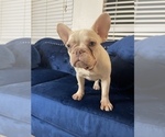 Small Photo #22 French Bulldog Puppy For Sale in JACKSONVILLE, FL, USA