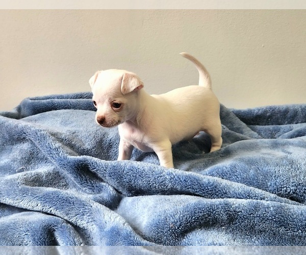 Medium Photo #2 Chihuahua Puppy For Sale in RUSTBURG, VA, USA