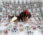 Small #3 Beagle
