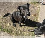Small Labrador Retriever