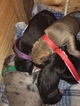 Small Photo #23 Great Dane Puppy For Sale in WARRENSBURG, MO, USA
