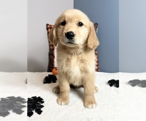 Golden Retriever Puppy for sale in GREENWOOD, IN, USA