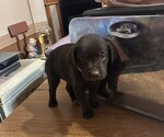 Puppy Lt Pink Collar Labrador Retriever