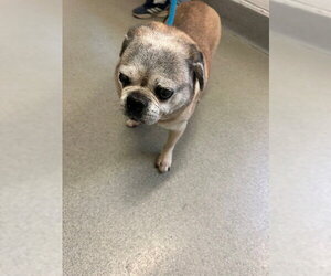 Pug Dogs for adoption in Rancho Cucamonga, CA, USA
