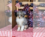 Small Photo #25 Bernedoodle (Miniature) Puppy For Sale in BLACK FOREST, CO, USA