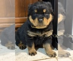 Small Rottweiler