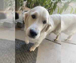Mother of the English Cream Golden Retriever puppies born on 03/22/2025