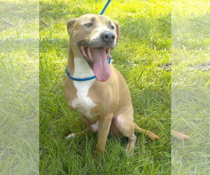 American Pit Bull Terrier-Unknown Mix Dogs for adoption in Wetumpka, AL, USA