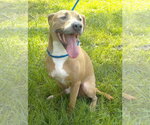 Small American Pit Bull Terrier Mix