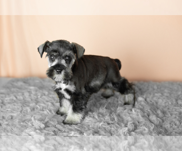Medium Photo #15 Schnauzer (Miniature) Puppy For Sale in MILLERSBURG, IN, USA