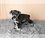 Small Photo #15 Schnauzer (Miniature) Puppy For Sale in MILLERSBURG, IN, USA