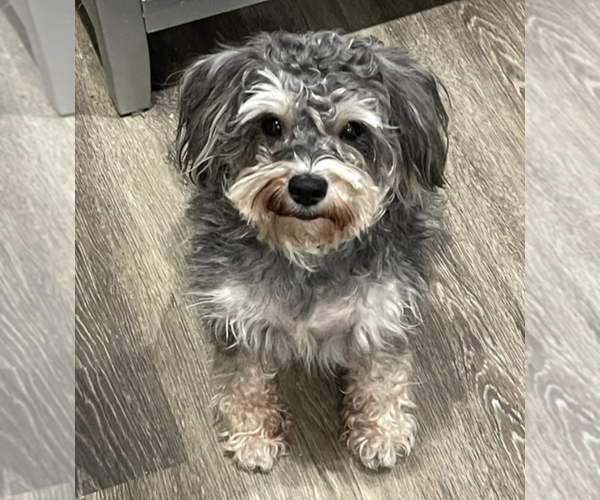 Medium Photo #3 Mutt Puppy For Sale in Brooklyn, NY, USA