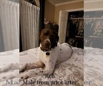 Small Photo #33 German Shorthaired Pointer Puppy For Sale in WOODLAND PARK, CO, USA