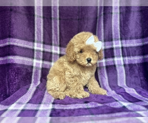 Medium Photo #8 Cock-A-Poo Puppy For Sale in LAKELAND, FL, USA