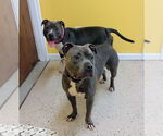 Small #2 American Pit Bull Terrier