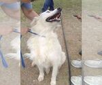 Small #5 Great Pyrenees