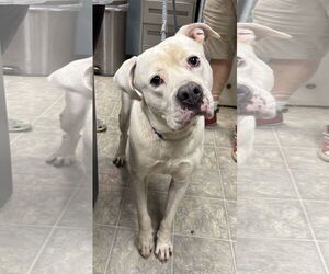 Labrador Retriever-Unknown Mix Dogs for adoption in Rustburg, VA, USA