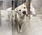Small Labrador Retriever Mix
