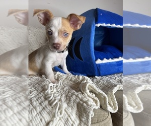 Chihuahua Puppy for sale in MATTHEWS, NC, USA