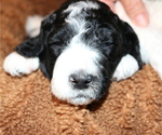 Small Photo #19 Poodle (Standard) Puppy For Sale in ARKADELPHIA, AR, USA