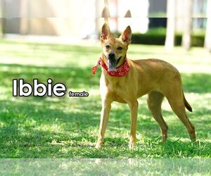 Ibbie from Taiwan - Female Mutt Dog for Adoption - Photo #3