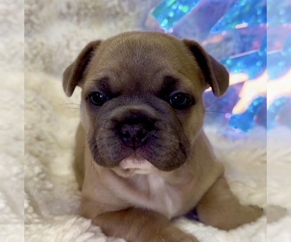 Medium Photo #2 French Bulldog Puppy For Sale in WEXFORD, PA, USA