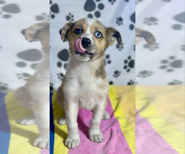 Medium Photo #2 Australian Shepherd-Unknown Mix Puppy For Sale in SHERBURNE, NY, USA