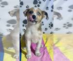 Small #1 Australian Shepherd Mix