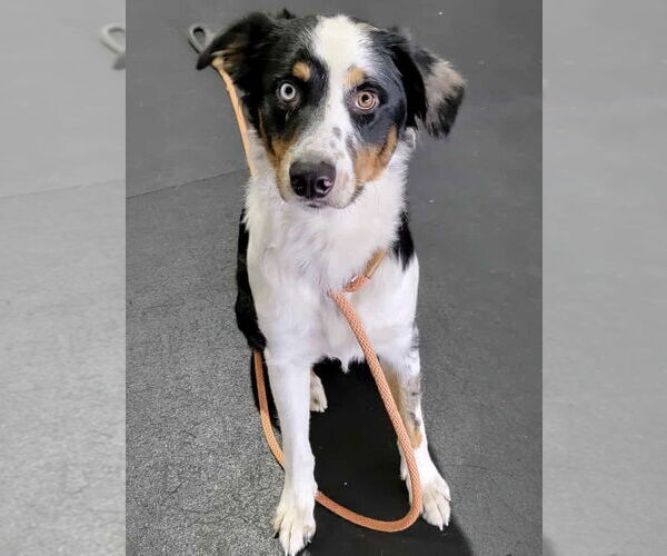 Medium Photo #6 Australian Shepherd Puppy For Sale in Highland, IL, USA
