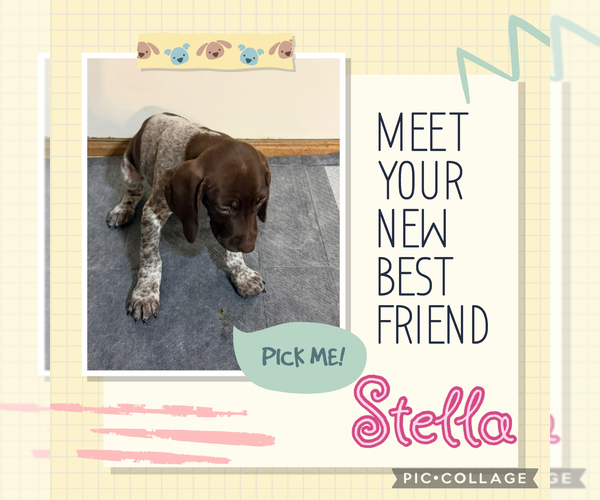 Medium Photo #5 German Shorthaired Pointer Puppy For Sale in SHERMANS DALE, PA, USA